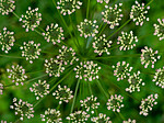 SR072019 (166) / Convallaria majalis / Liljekonvall <br /> Laserpitium latifolium / Hvitrot